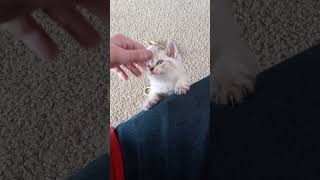 Cute Little Baby Albino Kitten Wants Attention. Adorable Kitty is So Sweet 🐾❤️