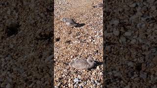 Seagull chick taking a nap on the beach