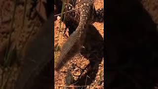 biawak perenti memangsa burung parkit