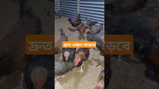 মুরগির দ্রুত ওজন আনতে কি করবেন #chicken #murgipalon #birds #hen #arifagrobd