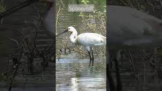 Spoonbill collecting nesting material | #shorts #indianwildlife #canon #birdsofindia #birds