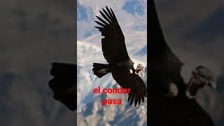 El condor pasa #shorts