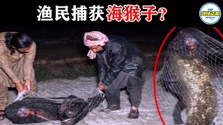 印度渔民捉到海猴子？15个最惊人的海洋捕获！渔民和水手们拍摄的一些最不可思议的画面！丨地球之最#冷知识 #排名 #世界之最#惊人发现#美人鱼#海猴子#未知生物#世界之最top#出类拔萃 #top10