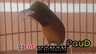 PAUD GACOR KONIN |KOLIBRI NINJA