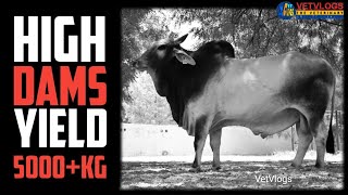 Most Demanded Tharparkar Bull || TR-21162 || High Dams yield 5000+ Kg || VetVlogs