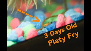 PLATY FRY (First discovery in HD)