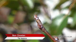 How to prune pear trees