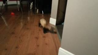 ferrets playing with the cat {this is mom and dad}