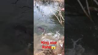 king size Rahu Fish😱🎣village fishing🐟hook fishing🐟Catch big raho🎣 #fishing #hook #river #shorts