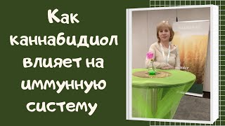 Как каннабидиол влияет на иммунную систему