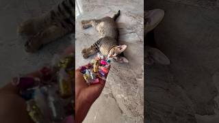 🌈😻Funny cat with amazing beads, beads video,beads, reverse ASMR beads, asmr reverse #reels #cat