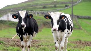 The Secret Behind Cows' Friendly Nature