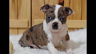 Boston Terrier Puppies for Sale