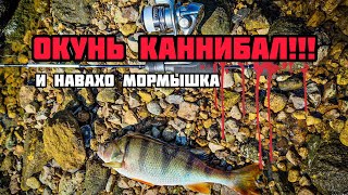 Мормышинг с Навахо NA43-664MF-S | Как я поймать окуня на живца!