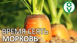 МОРКОВЬ ВЫРАСТЕТ НА МЕСЯЦ РАНЬШЕ, если ее посеять ОСЕНЬЮ! Подзимний посев моркови