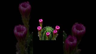 Beautiful Cactus Flower Blooming Time Lapse #blooming #timelapse #shorts