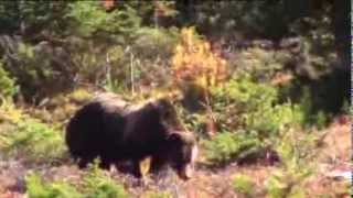 Grizzly 138, Jolene