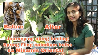 Journey ng aking biniling Spring Fling caladium bulbs sa Misamis Oriental Alen Blooms #springfling