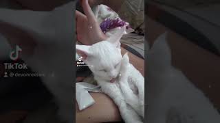 Devon Rex, девон-рекс