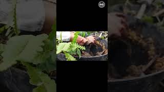 laporan berkebun akhir pekan