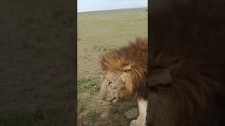 Nomadic lions (Osidai & Mdogo, Sopa Males) #lion #leon #wildlife #wildanimals #nature #shorts #short