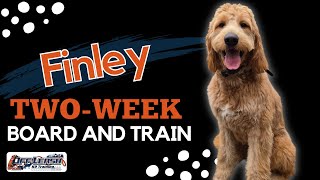 Goldendoodle, 8 m/o, “Finley” | Incredible Goldendoodle Training, Spokane WA | Off Leash K9