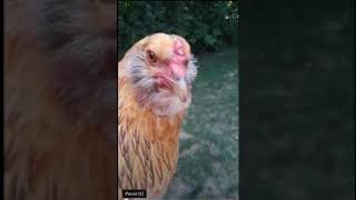 The chickens,  their names, and breeds