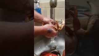 How to clean Red Rock Crab.