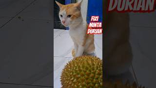 kucing minta durian #ngakak  #kucinglucu  #lucu