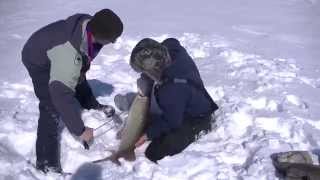 Huge muskie through the ice