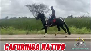 CAFURINGA NATIVO #mangalargamachador/#mangalargadobrasil/#mangalargadeelite/#viral_video