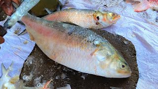 Big Hilsa Fish Cutting Video, Expert Fisherman Fish Cutting Skills At Fish Market