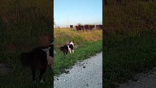 Dog vs Cow: Who would win?