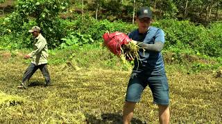 VIETNAM—Bahnar Rice Harvest with Đặng Anh Quân, part I