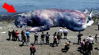 These Are The Bizarre Creatures Washed Up on Beaches