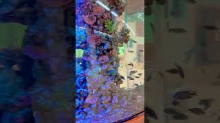 Fish Aquarium  father and daughter #shorts #shortsvideo #viralshorts #trendingshorts