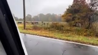 DO COWS LIKE BURNOUTS?