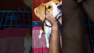 Funny Beagle puppy|#Shorts