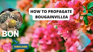 I Tried Propagating Bougainvillea From Cuttings