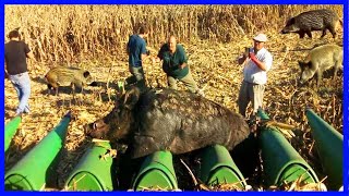 How Farmers And Hunters Deal With Millions Of Wild Boars Attacking Corn Fields | Processing Factory