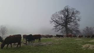 How To Add Nutrients To Your Hay Field Without Using Synthetic Fertilizer