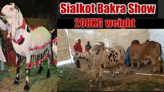 Sialkot Bakra Show 2023 | 208KG weight winner | 250,000Rs prize