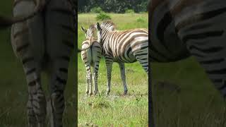 Zebra figuring things out