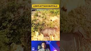 Buffalo Dives into Water to Flee Encircling Lion Pride