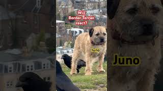 Will Border Terrier REACT? #borderterrier #dogs