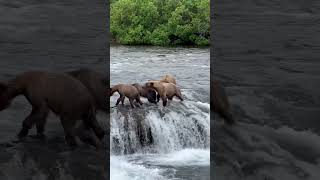 The bear family retreated as the big papa arrived, asserting his dominance. #katmainationalpark