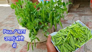 अकतूबर मे मटर उगाए / Matar Kaise Ugaye / Matar lagane ka Tarika / How To Grow Pea at Home in pot