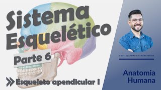 Sistema Esquelético - Aula 06 - Esqueleto apendicular I - Anatomia Humana