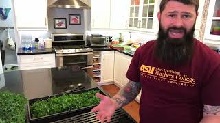 Microgreens Vlog 3