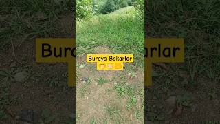 Buraya bakarlar #shorts #shortvideo